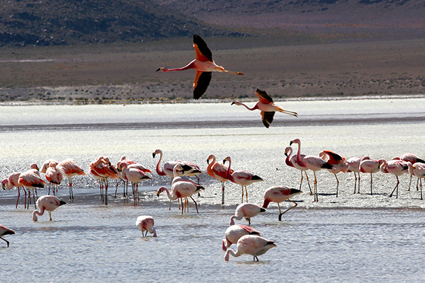 它们的每片羽毛都闪着自由的光辉