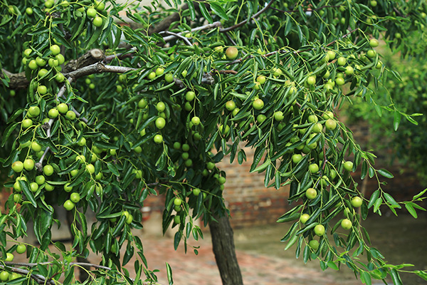 游中国冬枣之乡