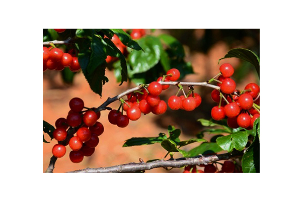 小樱桃（中国樱桃）