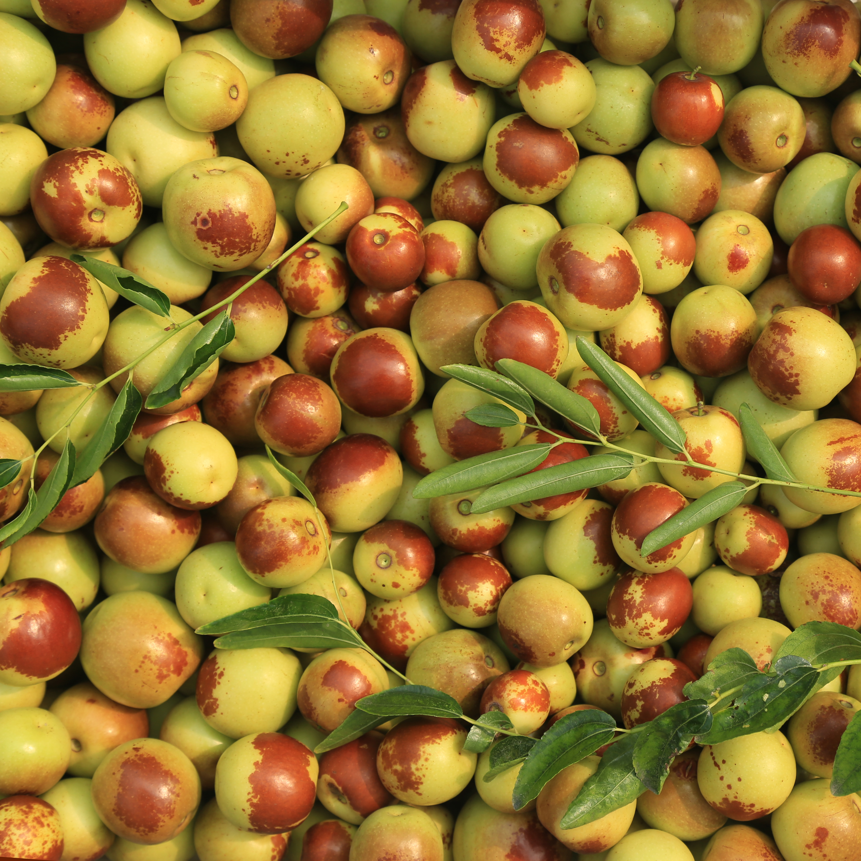 孔店鲜冬枣（预售）