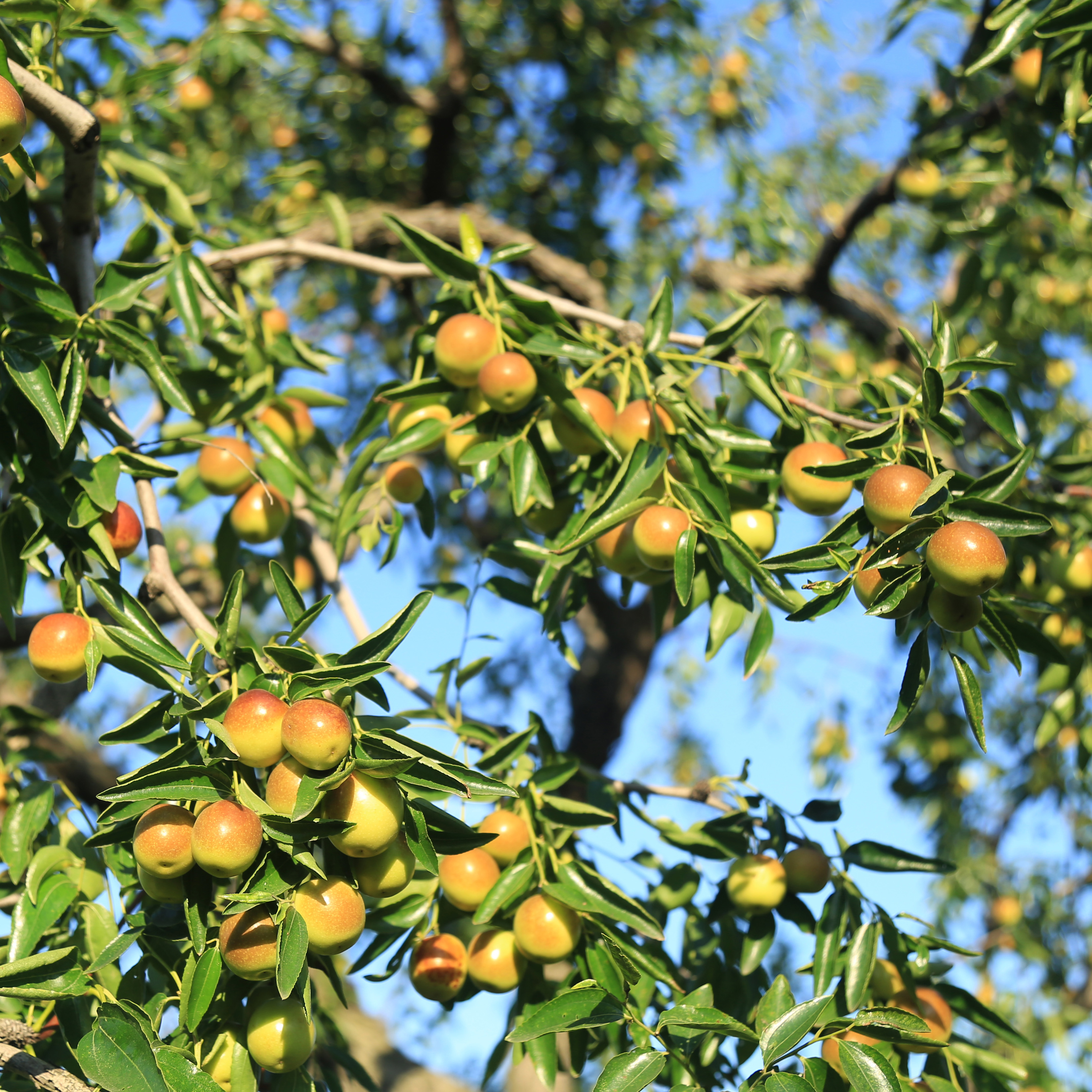 孔店鲜冬枣（预售）