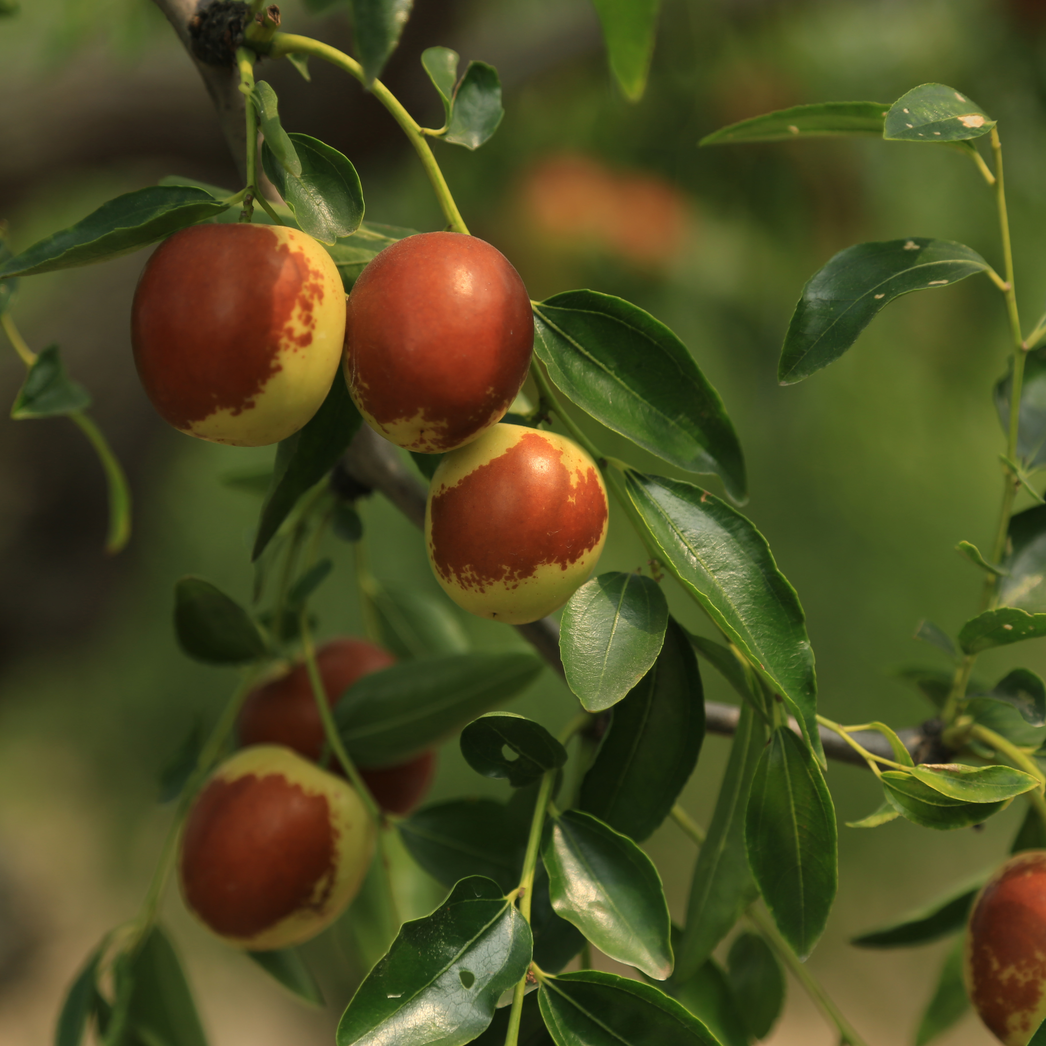 孔店鲜冬枣（预售）