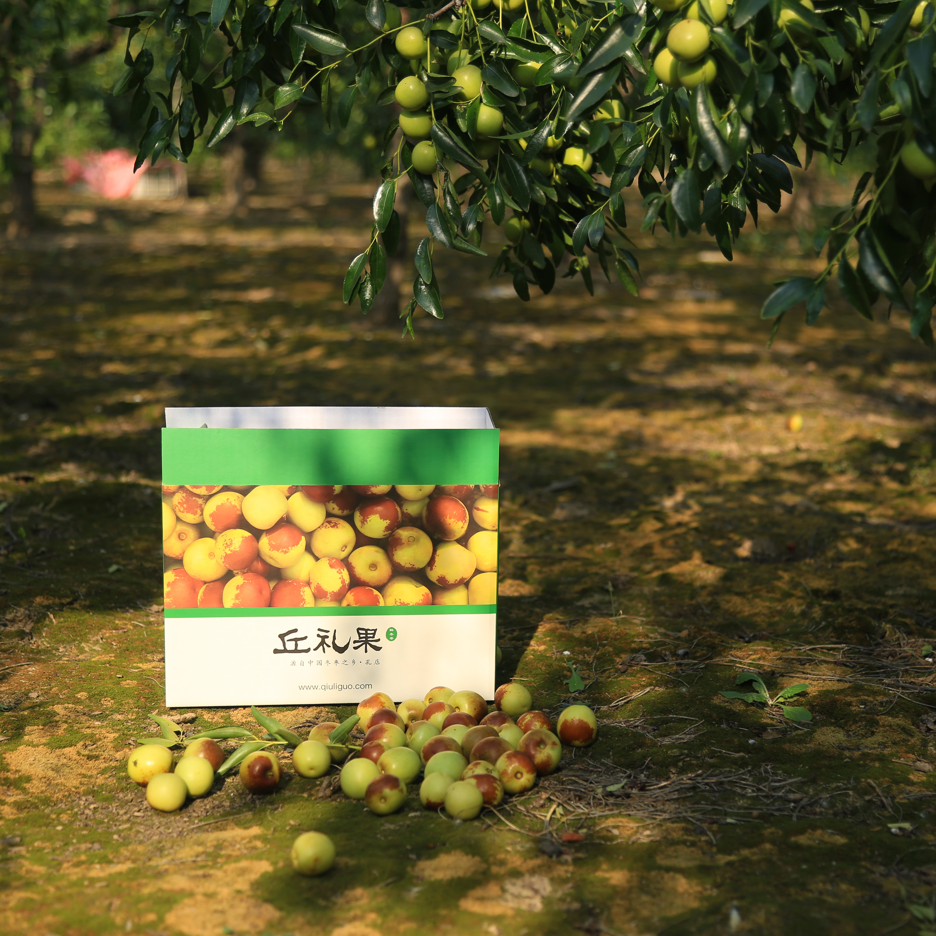 孔店鲜冬枣（预售）