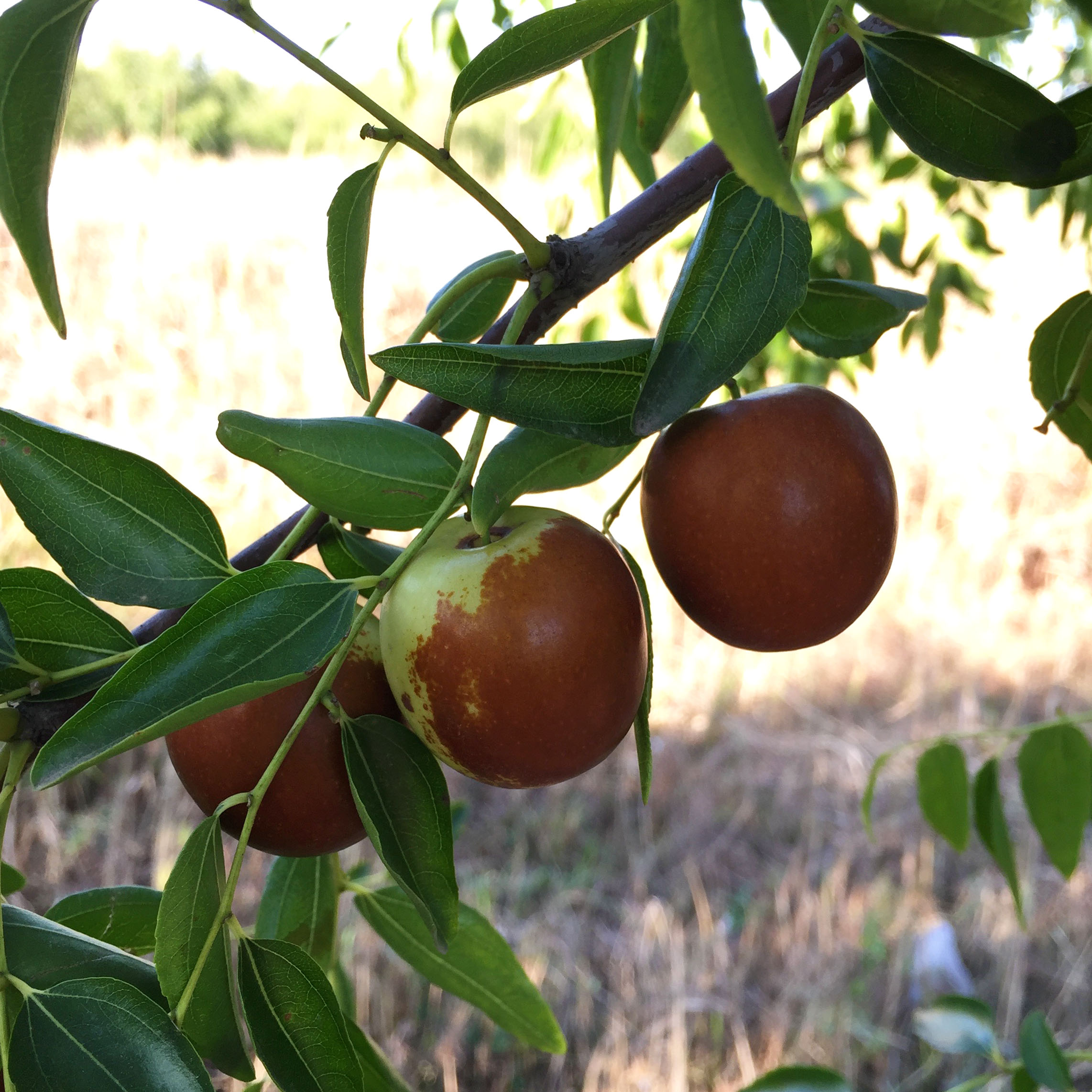 孔店鲜冬枣（预售）