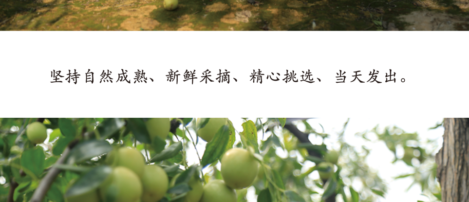 丘礼果详细_16.png